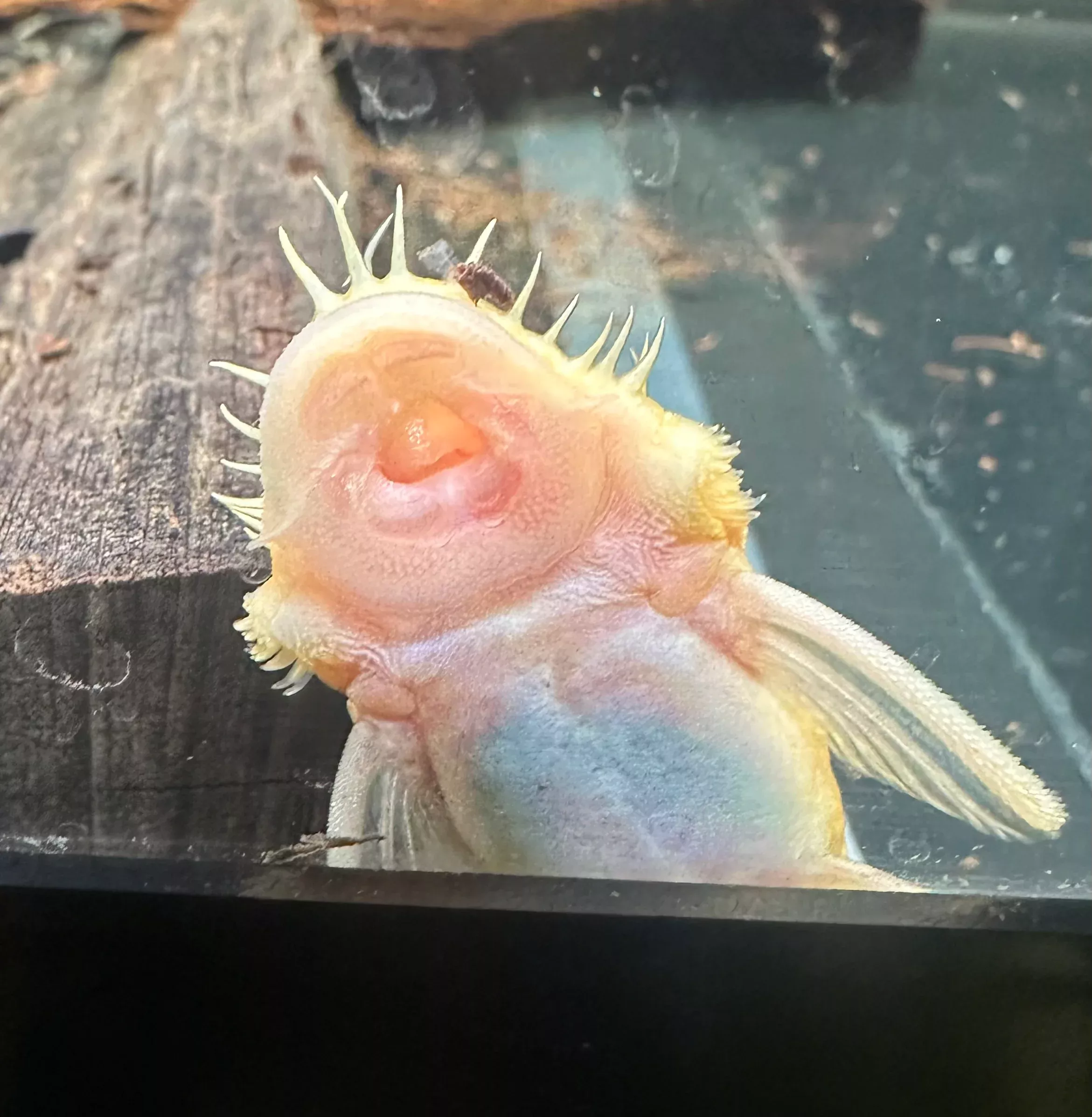 Albino Bristlenose 3-4″