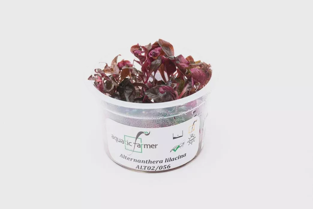 Alternanthera Lilacina — Tissue Culture