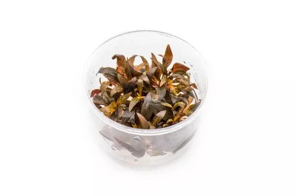 Alternanthera Reineckii Rosaefolia — Potted