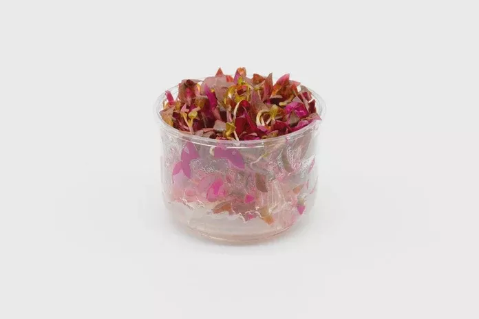 Alternanthera Reineckii ‘Rosanervig’ — Bunch