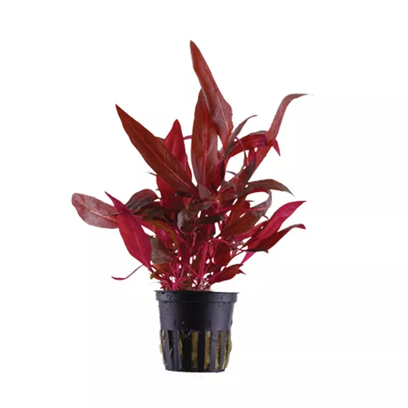 Alternanthera reineckii ‘Rosanervig’ potted 023D