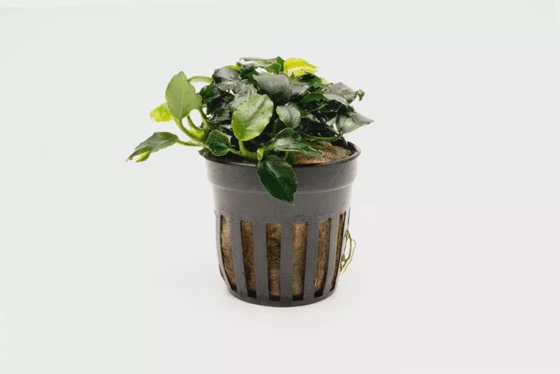 Anubias Barteri Dark Angel