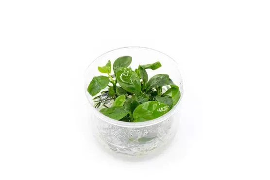 Anubias Barteri — Tissue Culture