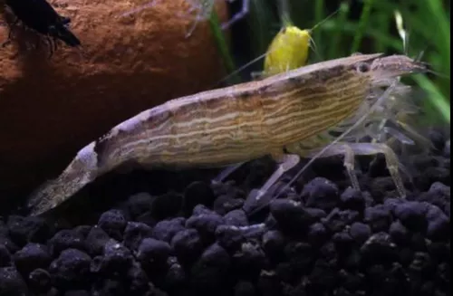 * Bamboo Shrimp *PLEASE CONTACT FOR AVAILABILITY BEFORE ORDERING *LOCAL ONLY, NO OUT OF STATE SHIPPING