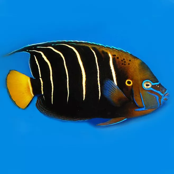 (Chrysurus) African Angelfish Adult