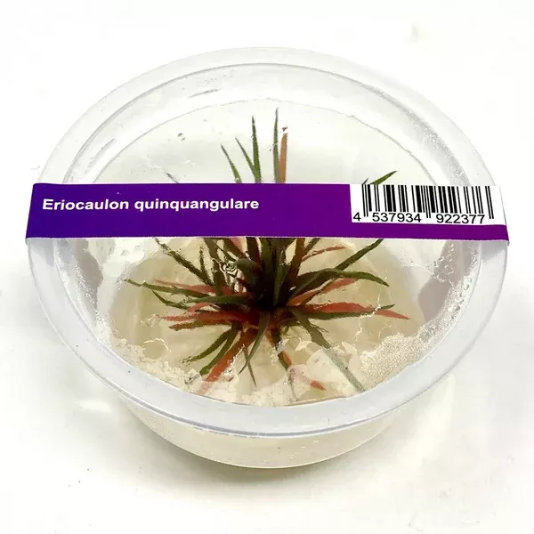 Eriocaulon quinquangulare