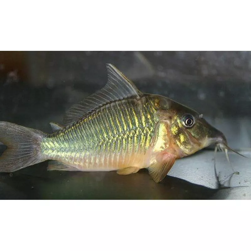 Green Corydoras Catfish