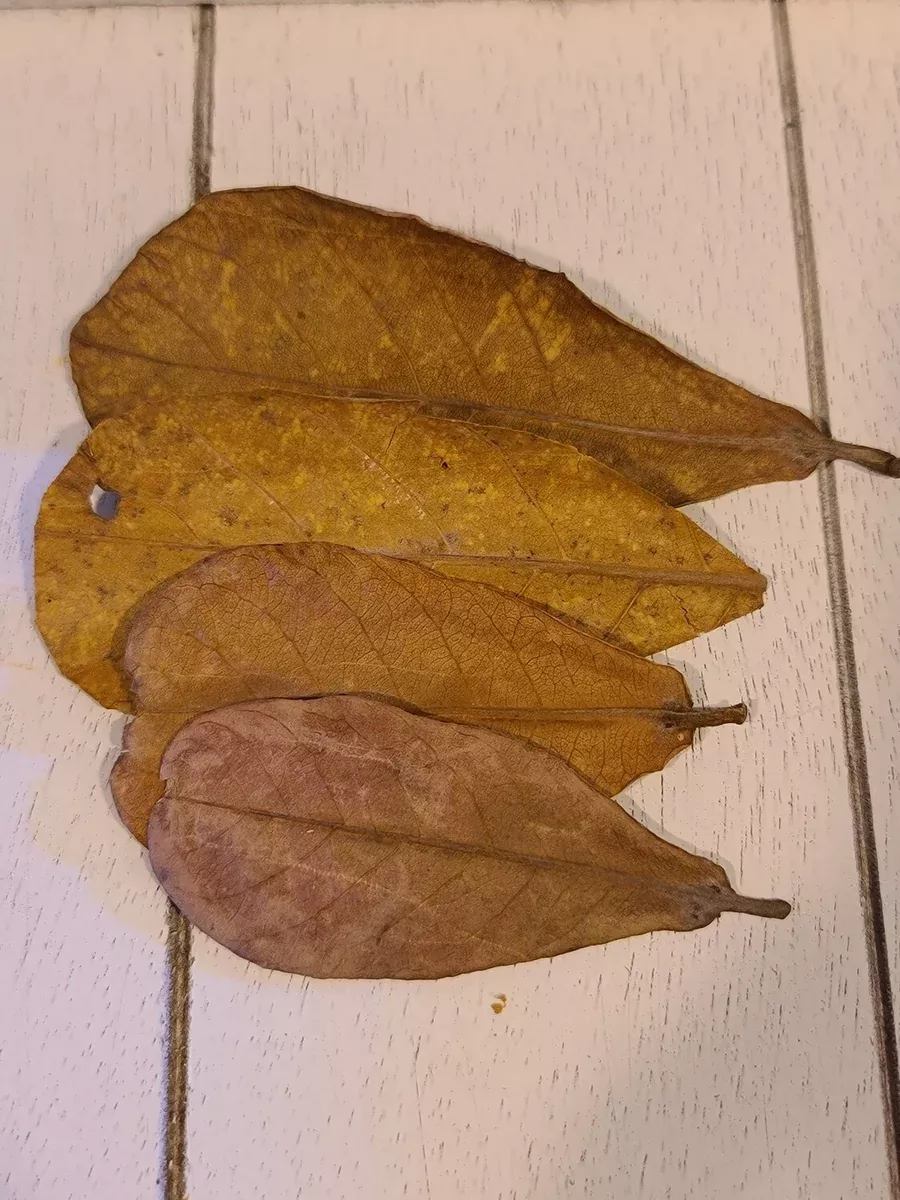 Indian Almond Leaves – 10 pack