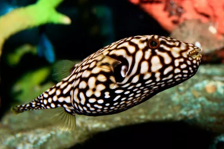 Mappa Pufferfish (Arthron mappa)