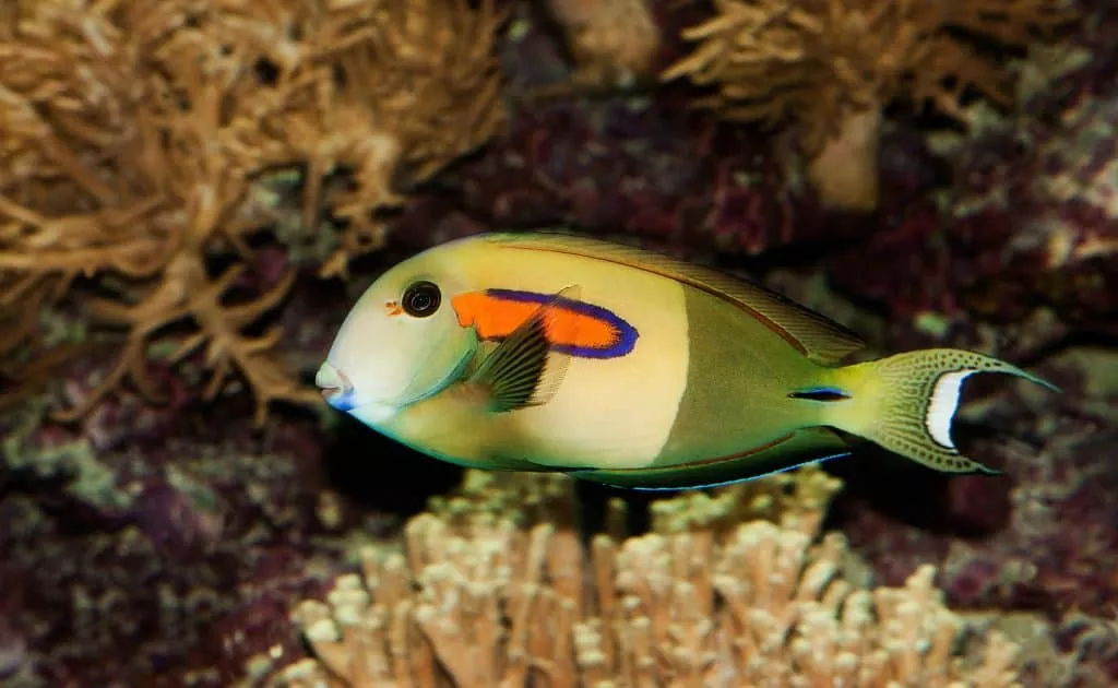 Orange Shoulder Tang Adult (Acanthurus olivaceus)