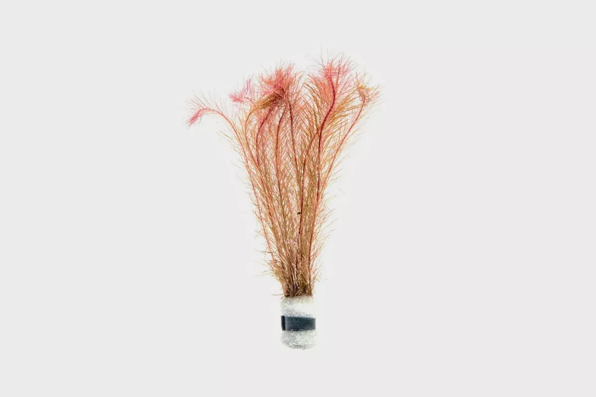 Rotala Wallichii — Bunch