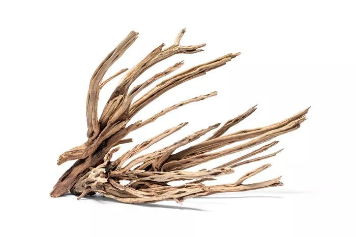 Star Wood