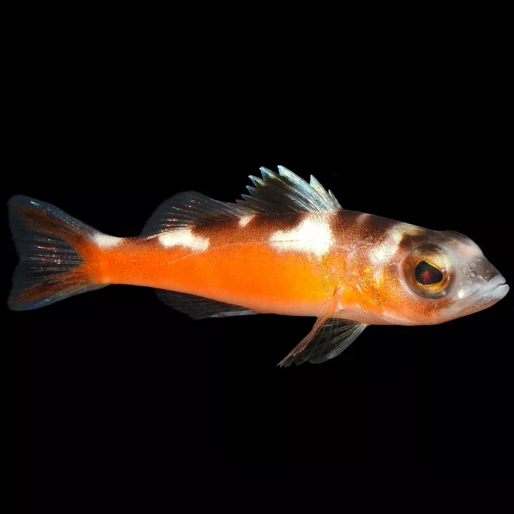 Tobacco Basslet (Serranus tabacarius)