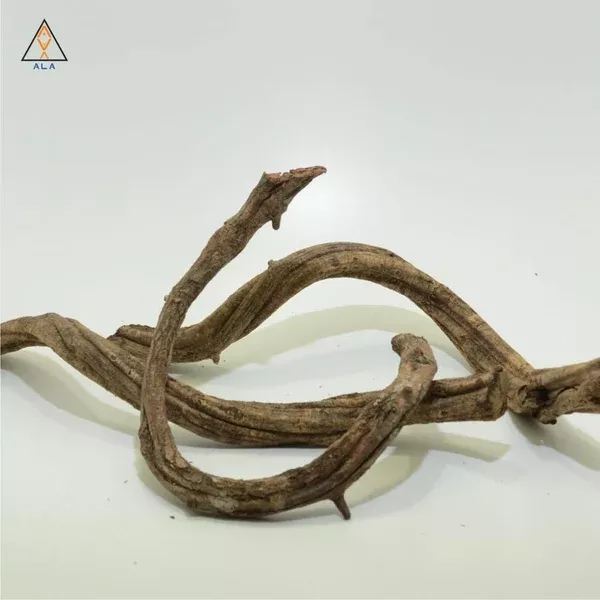 Twisty Vine – ALA
