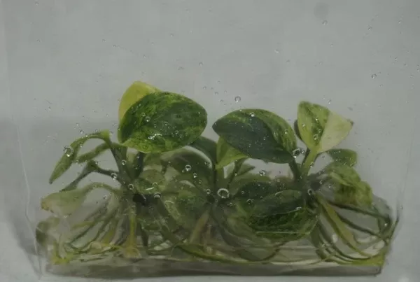 Variegated Green & White – Anubias nana